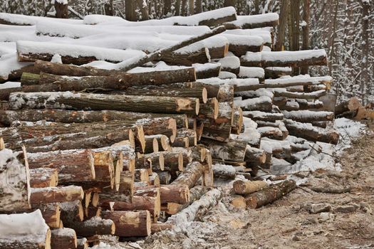 Freshly Harvested Timber from a Logging Operation Piled by the Forest in Winter. High quality photo.