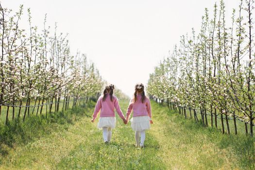 Two twin sisters hold hands and walk through an Apple orchard in spring during flowering.