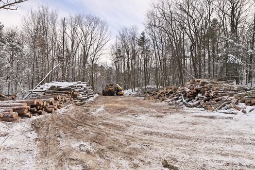 Log or Logging Skidder with Freshly Harvested and piled timber logs by Forest in Winter. High quality photo.