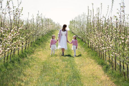 Mother and her twin daughters hold hands and walk through a blooming Apple orchard in spring.