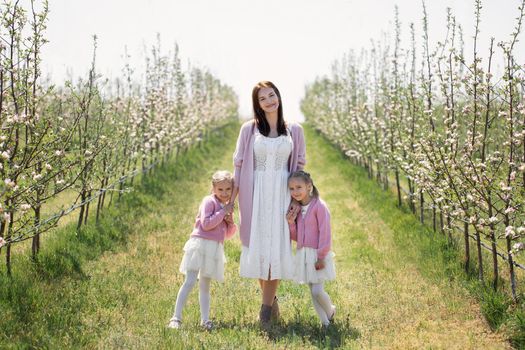 Mother and her twin daughters hold hands and walk through a blooming Apple orchard in spring.