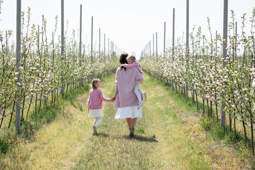 Young mother and her twin daughters walk through an Apple orchard in spring during the flowering period, hold hands and go into the distance.