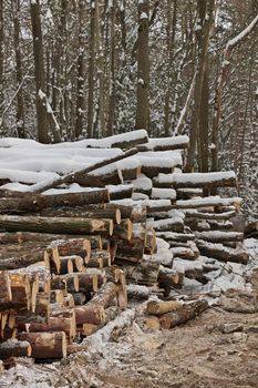 Freshly Harvested Timber from a Logging Operation Piled by the Forest in Winter. High quality photo.