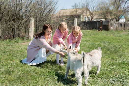 Mother with her young twin daughters feeds a goat in a meadow in the village.