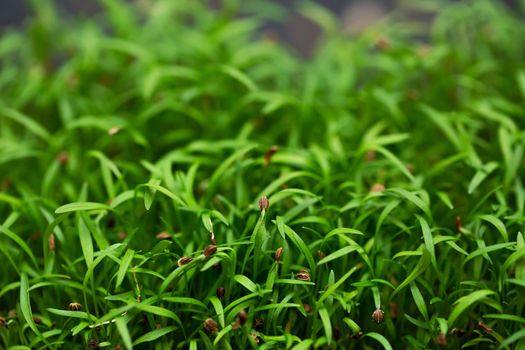 Micro shoots of vegetable carrots close-up, microgreen