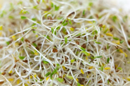 A closeup shot of fresh and raw alfalfa sprouts