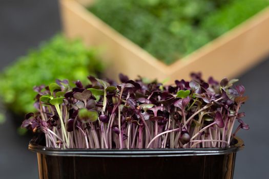 Fresh microgreens. Close-up of microgreens of purple radish. Germination of seeds at home.