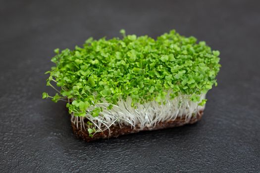 Close-up of microgreen broccoli. Concept of home gardening and growing greenery indoors