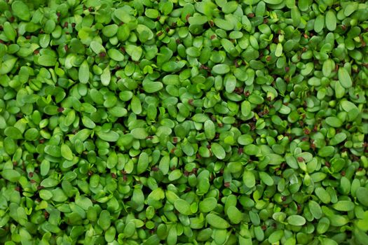 Micro sprouts of vegetable alfalfa, micro green, close-up