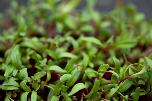 Micro-shoots of beetroot or chard in close-up, microgreen