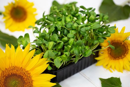 Micro-shoots of vegetable sunflower in close-up, microgreen