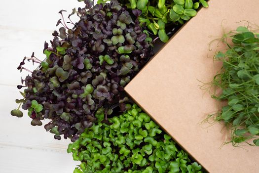 Frame of different types of microgreens: peas, sunflower, radish cabbage