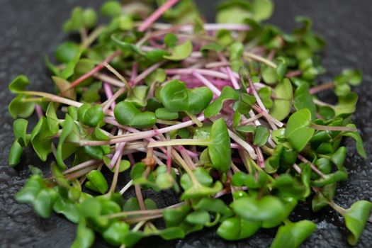 Close-up of micro-green radish plants - green leaves and purple stems. Germinating Microgreen. Germination of seeds at home.