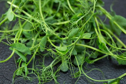Young microgreen vegetable peas. Raw sprout vegetables germinated from plant seeds