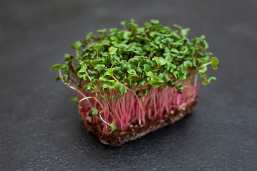 Close-up of micro-green radish plants - green leaves and purple stems. Germinating Microgreen. Germination of seeds at home.