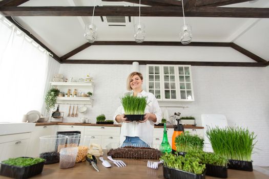 Microgreen in female hands, raw food, ecofrendli, superfood. Organic food growing, home kitchen gardening, microgreen.