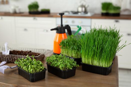 Micro greens on the kitchen table are ready to eat. Healthy food, vegetarianism.