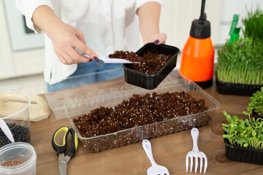 Close-up of a woman's hands, a farmer is pouring soil, earth into a tray for planting micro-green seeds.