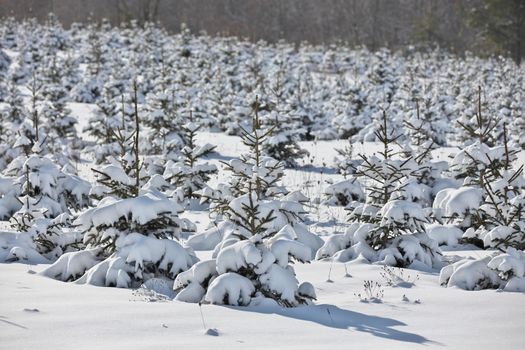 A field full of planted baby evergreen trees covered in snow. A potential Christmas tree farm or forest. High quality photo