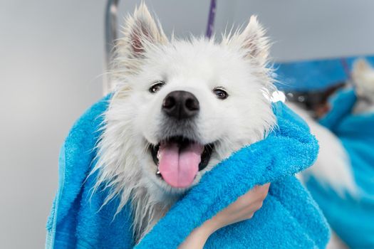 Close-up of the hands of a female groomer who wipes a Samoyed dog with a towel after washing and washing.