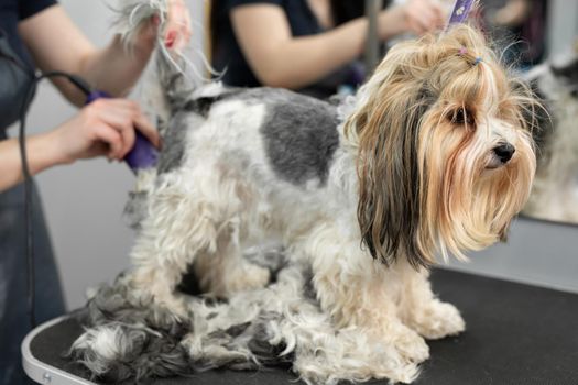 A groomer shaves a dog's fur with a razor in a barber shop.