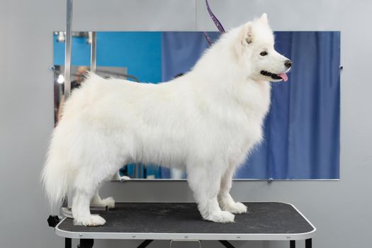 A Samoyed dog poses after washing and haircuts in a barber shop.
