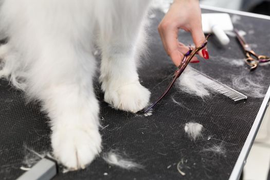 A female groomer erases a Samoyed dog with scissors. A big dog in a barber shop.