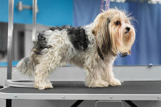 Portrait of a yorkshire terrier in a barber shop before cutting and washing.