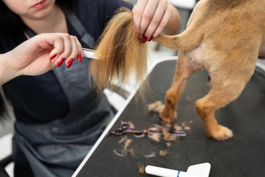 Close-up of a groomer trimming a dog's tail with scissors.