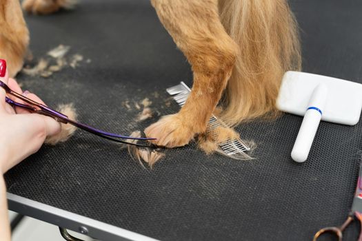Close-up of a groomer trimming the hair on the dog's paws with scissors