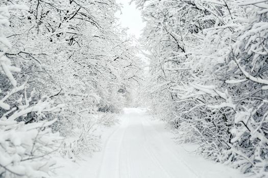 The road through the winter snow forest. Winter snow road in forest.