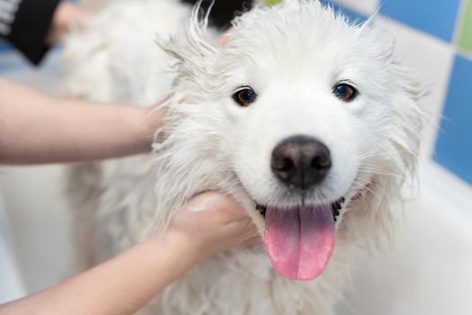 A female groomer washes a Samoyed dog in the bathroom. A big dog in a barber shop.