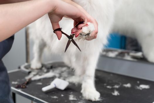 A female groomer erases a Samoyed dog with scissors. A big dog in a barber shop.