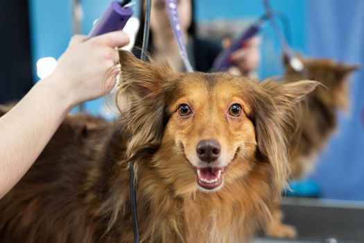 A groomer shaves a dog's fur with an electric razor in a barber shop.