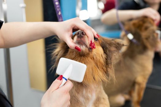 A female groomer combing a dog with comb. Big dog in grooming salon.