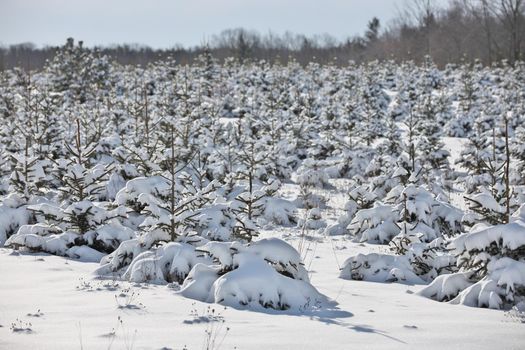 A field full of planted baby evergreen trees covered in snow. A potential Christmas tree farm or forest. High quality photo