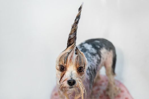 A female groomer washes a Yorkshire terrier in the bathroom. A small dog in a parikmeherskaya after a haircut.