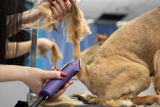 A groomer shaves a dog's fur with an electric razor in a barber shop.