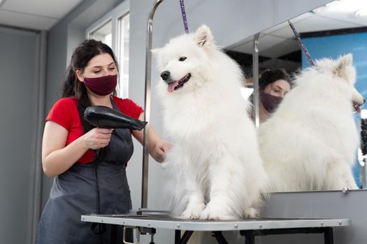 Female groomer dries a Samoyed dog with a hairdryer after shearing and washing. A big dog in a barber shop.