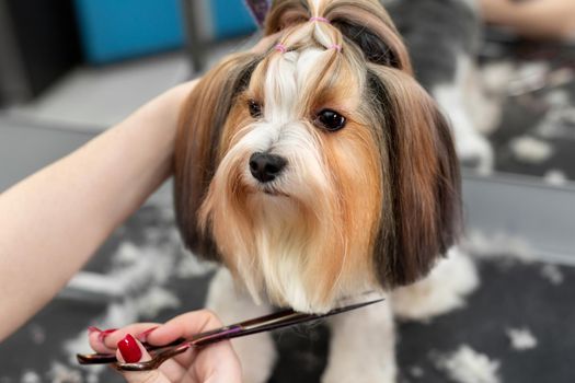 A female groomer cuts the wool of a Yorkshire terrier with scissors. Beautiful haircut for a small dog.