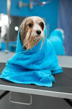 A small Yorkshire Terrier dog is wrapped in a large blue towel after washing and grooming.