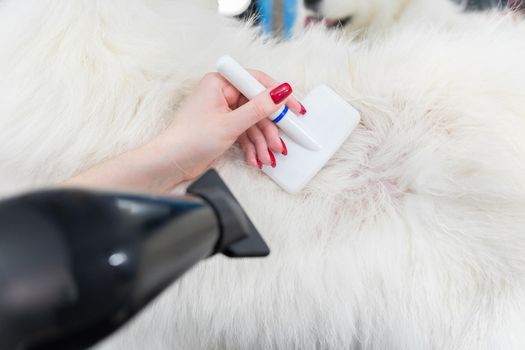 A female groomer combing a Samoyed dog with comb. Big dog in grooming salon.