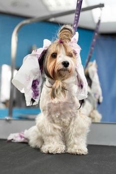 A female groomer paints the wool of a Yorkshire terrier in a barber shop.