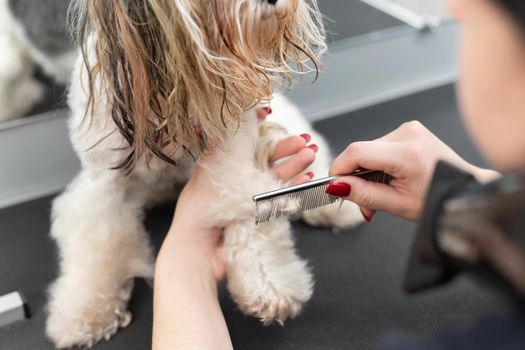 A female groomer combing a yorkshire terrier with comb.