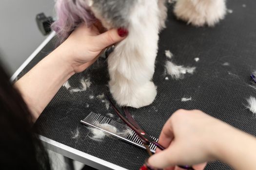 A female groomer cuts the wool of a Yorkshire terrier with scissors. Beautiful haircut for a small dog.