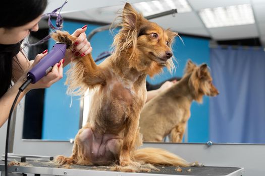 A groomer shaves a dog's fur with an electric razor in a barber shop.