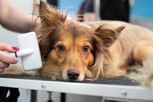 A female groomer combing a dog with comb. Big dog in grooming salon.