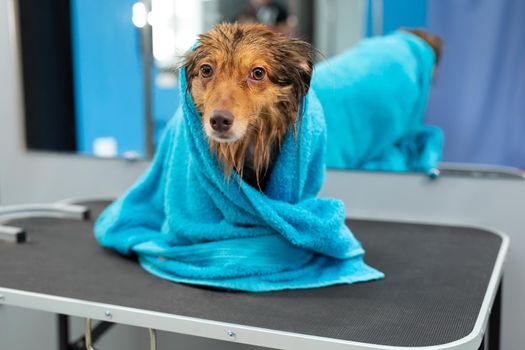 Portrait of a dog in a large towel after washing and washing.