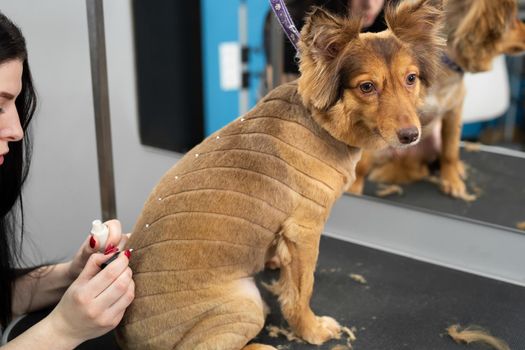 A groomer decorates a dog with beads after a haircut and washing in a barber shop.