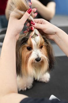 A female groomer ties the Yorkshire terrier's wool with small threads. A beautiful hairstyle for a small dog.